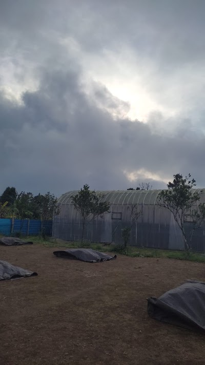 Kopi Dadong Belantih Kintamani