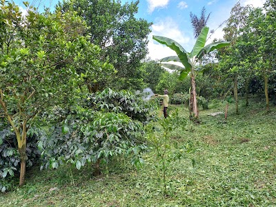 Doru Coffee Farm