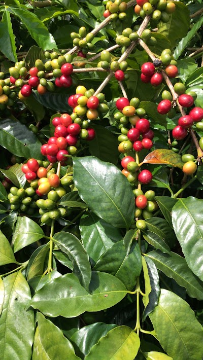 Arca Coffee