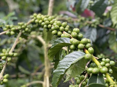 Kopi Langit | Organic Coffee Farm & Tours