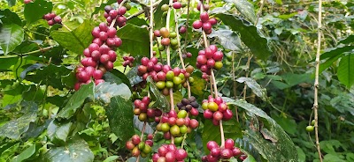 Wanagiri Kopi