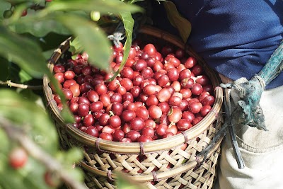 Kanggo Farm & Roastery