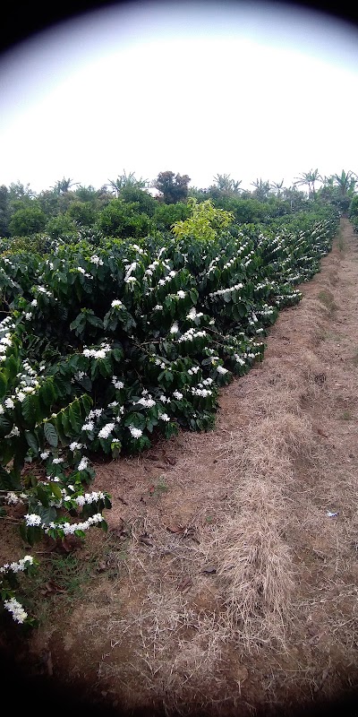 Dewi Bali Coffee Plantation