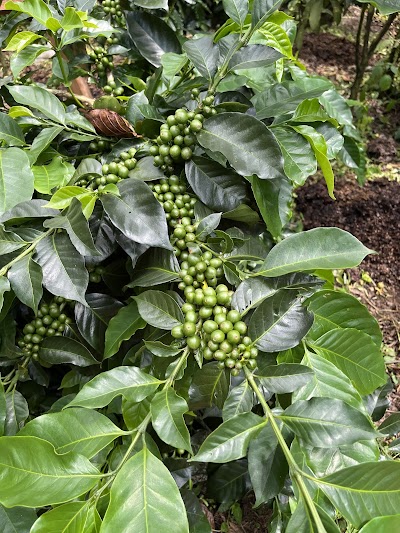 CURTINA COFFEE FARM