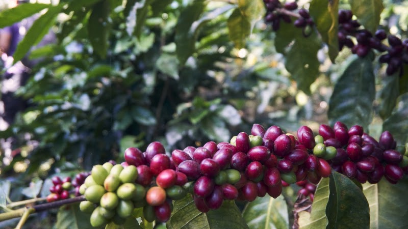 Kava Coffee Roasters