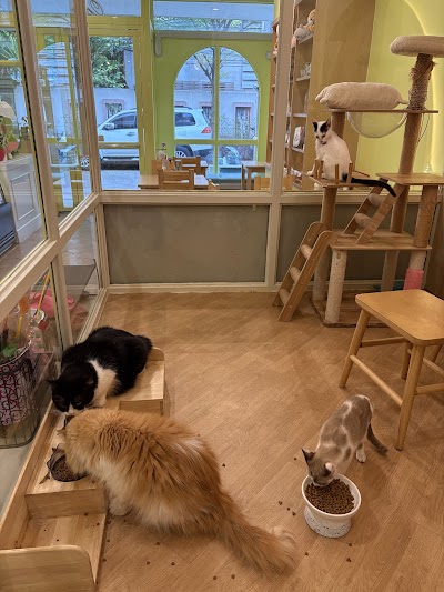 Cat Tales Cat Cafe atmosphere