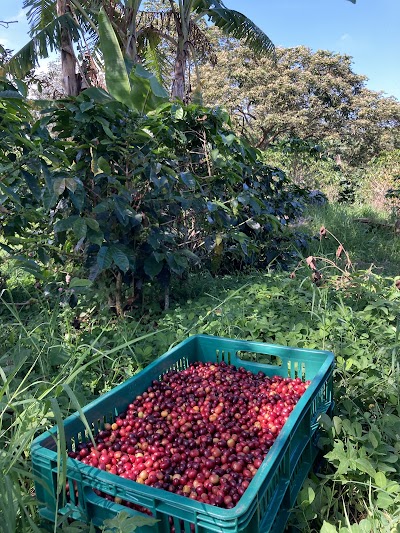 Flor de Damas Coffee coffee